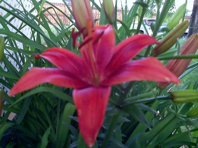 Example Plant 'The Mulch'